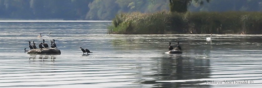 Cormorants-swans detail BoQ LR