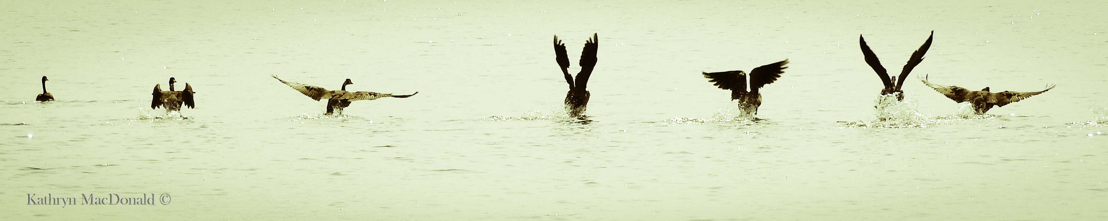 Geese chorus line in mist PEHarbour LR
