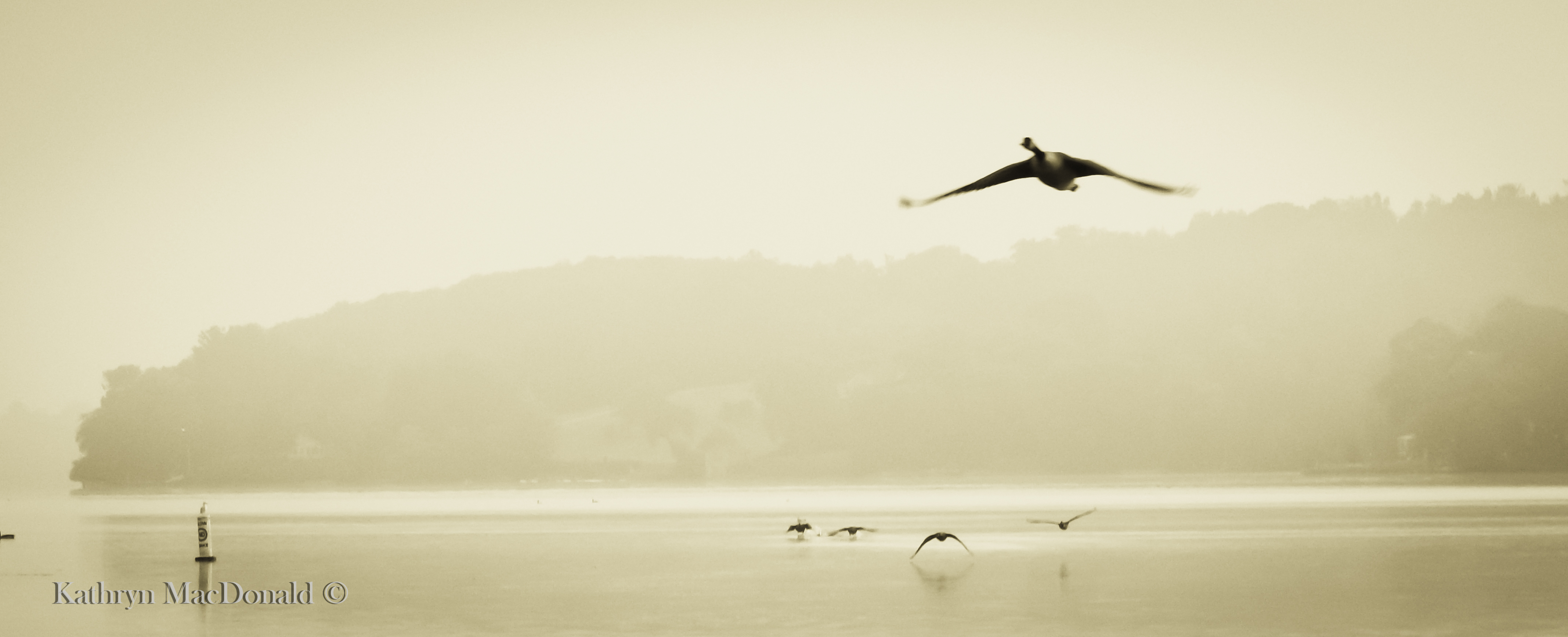 Geese misty morning rising PEHarbour LR