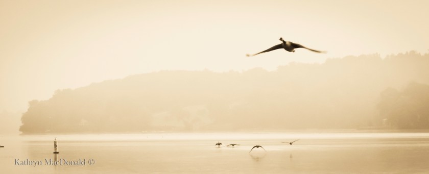 Geese misty morning rising PEHarbour LR