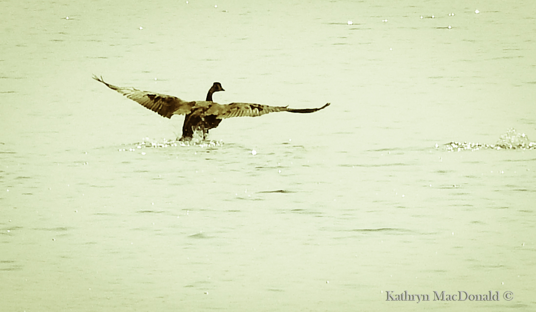 Geese take-off in mist PEHarbour-detail LR