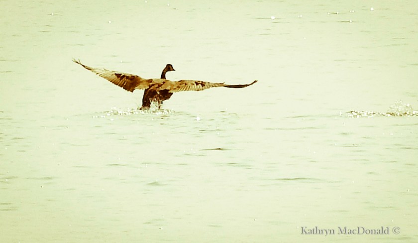 Geese take-off in mist PEHarbour-detail LR