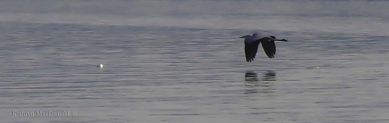 Great Blue Heron detail-LR