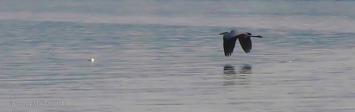 Up…up…and away (a weekend for the&nbsp;birds)