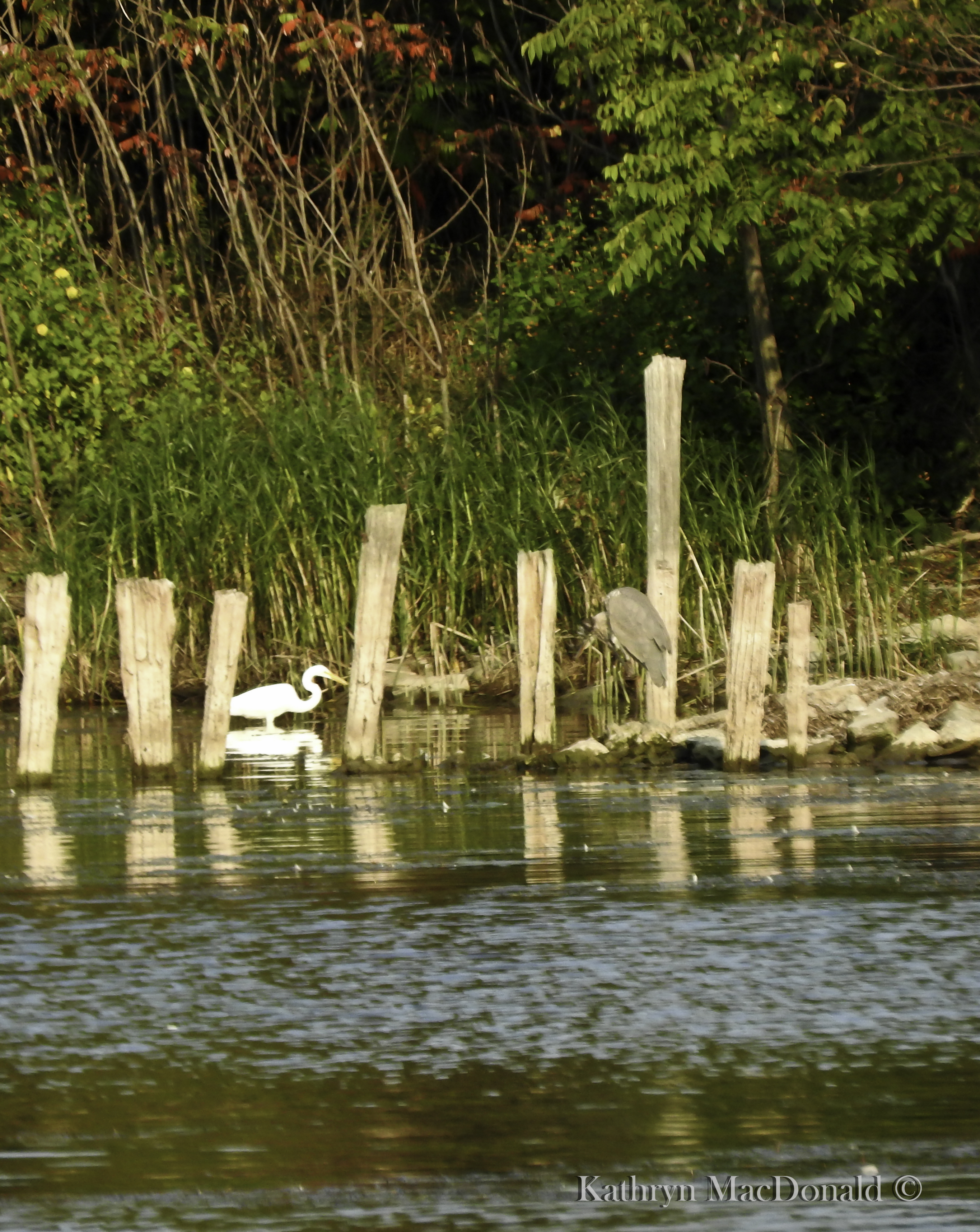 Heron - great blue and little blue PEHarbour