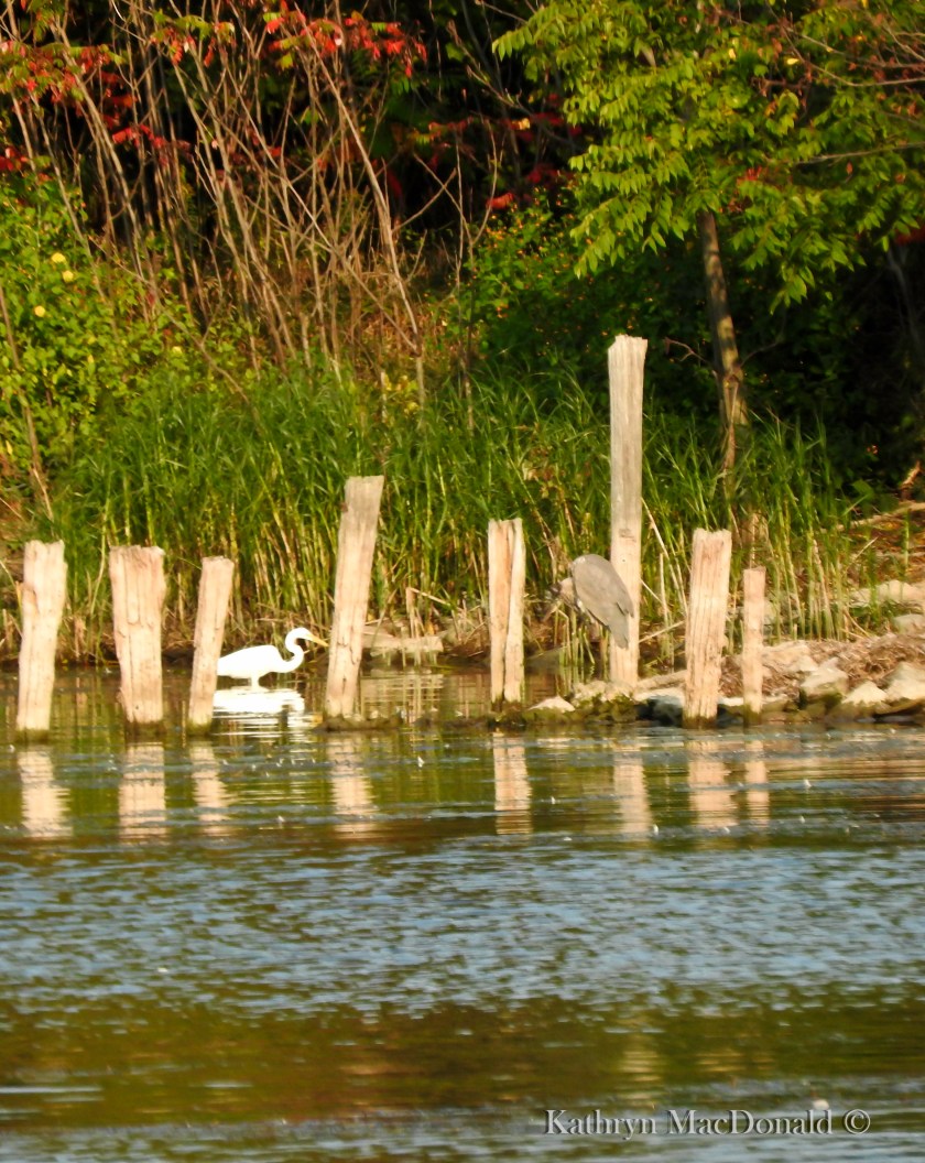 Heron - great blue and little blue PEHarbour