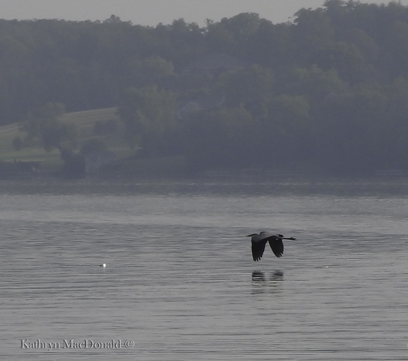 Heron - great blue -- in flight misty morning PEHarbour LR