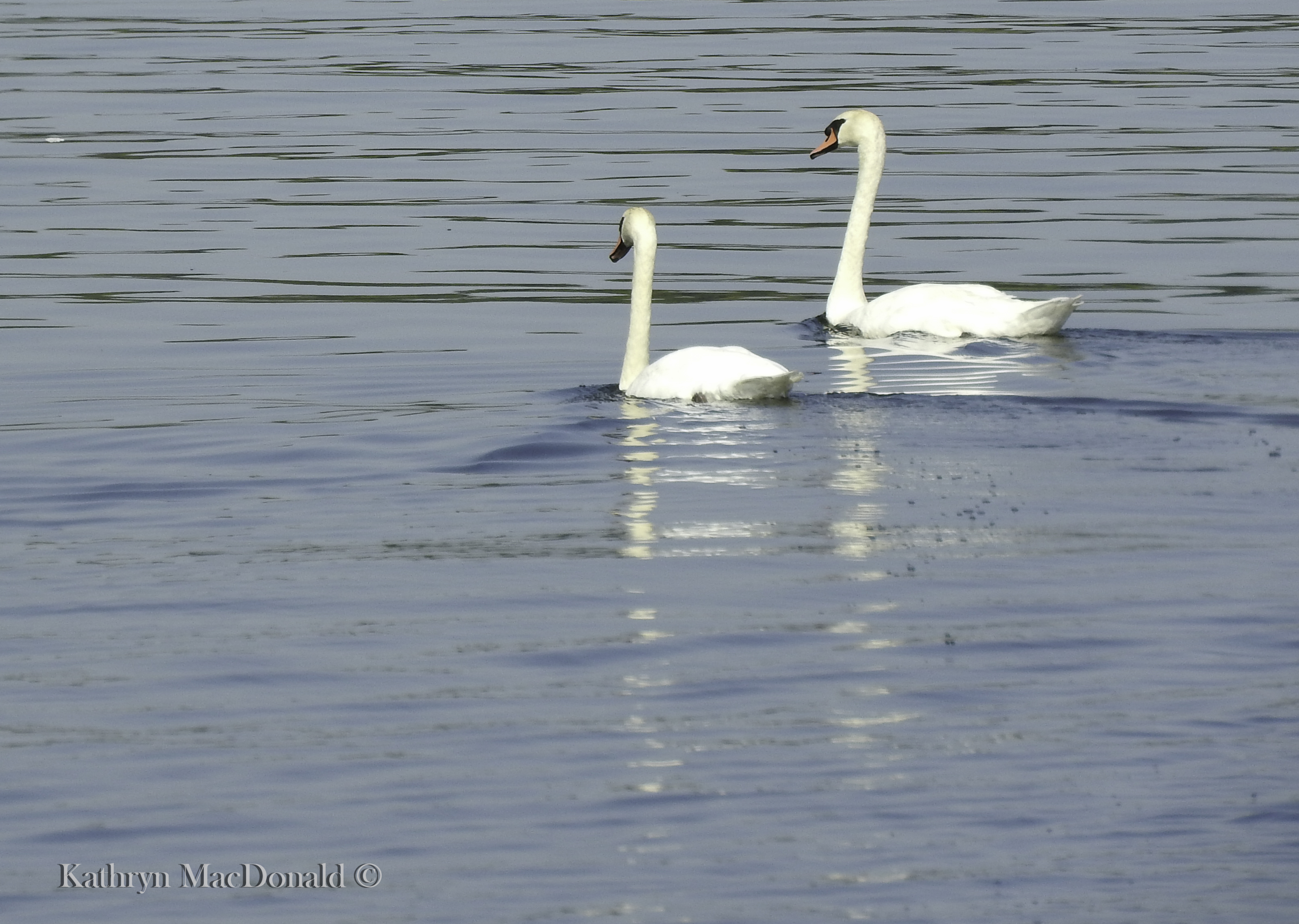 Two swans-BoQ